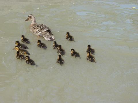 La faune du Canal du Midi