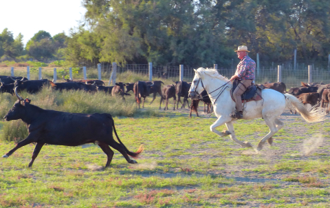 La Camargue