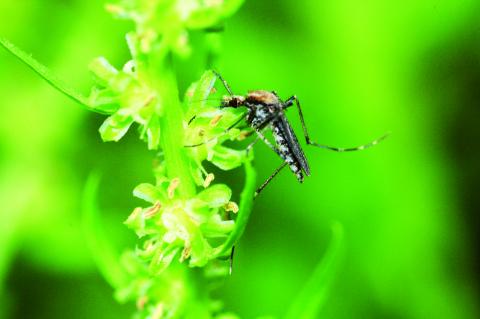 Aedes caspius, moustique traditionnel nuisant se reproduisant en zones humides littorales et rétro-littorales, pouvant se disperser sur 15 à 20 km couramment.