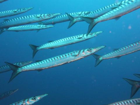 Barracuda (Pors Cros) 2012