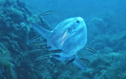 Poisson lune (Sec de la Gabinière) 2014