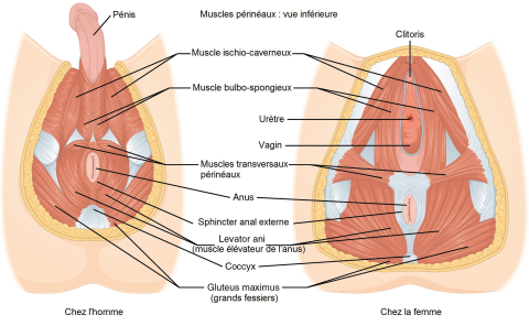 le plancher pelvien, qu'est-ce que c'est...