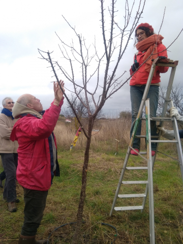 Formation à la taille des arbres fruitiers