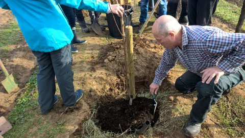 Formation à la plantation d'arbres