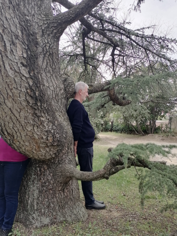 Prendre le temps de cheminer pour bénéficier des vertus des arbres 
