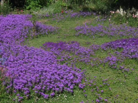 couvre-sol adapté à la sécheresse: la verveine rampante