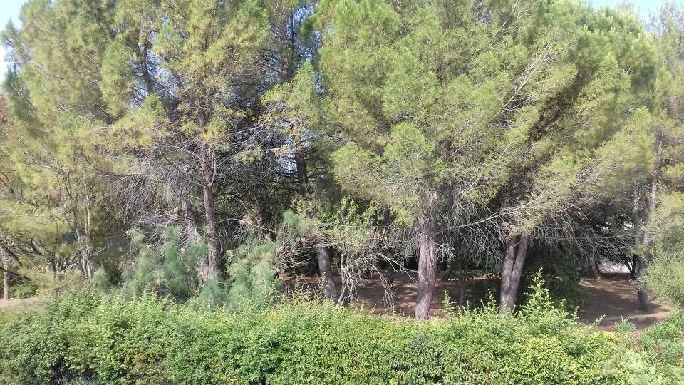 Préserver notre patrimoine végétal, sauver les arbres et les multiplier