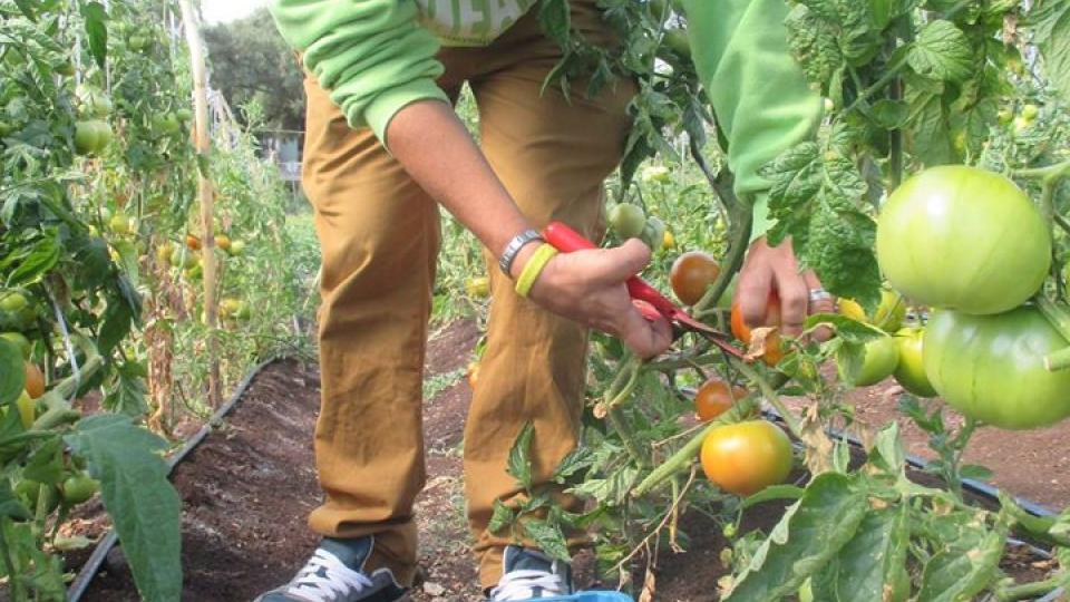 Ecovolontariat à Lisbonne, Agriculture solidaire et insertion des personnes handicapés