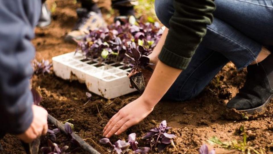 Ecovolontariat à Lisbonne, Agriculture solidaire et insertion des personnes handicapés