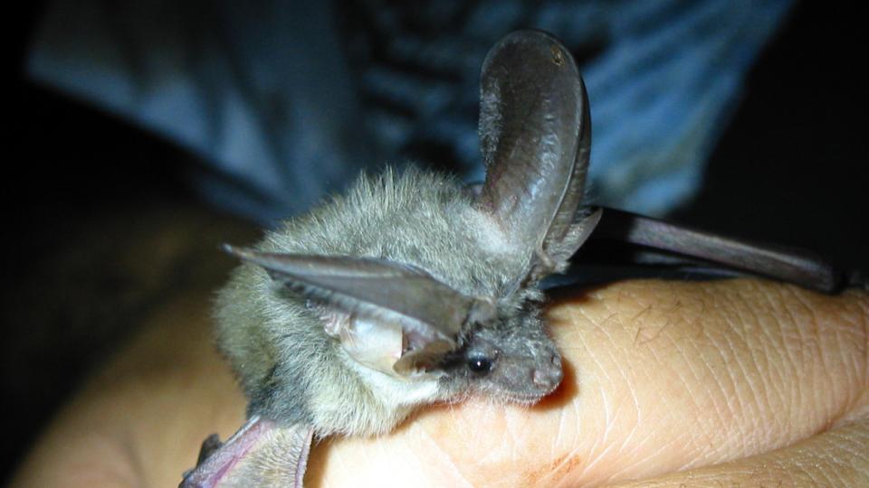 Chauve-souris