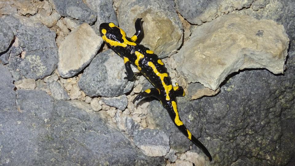 Salamandre