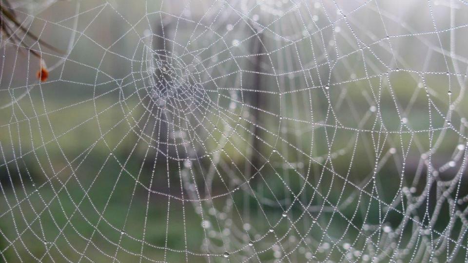 rosée sur une toile d'araignée