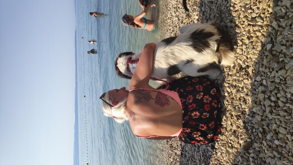 Ecovolontariat à Split, Protection Animale dans un refuge pour chiens et chats